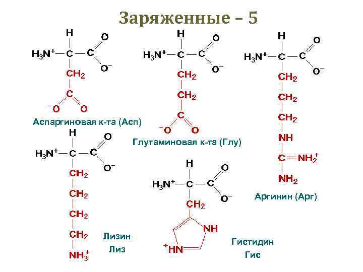 Заряженные – 5 Аспаргиновая к-та (Асп) Глутаминовая к-та (Глу) Аргинин (Арг) Лизин Лиз Гистидин