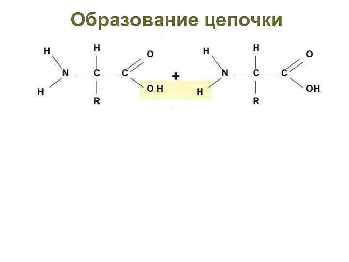 Образование цепочки Энергия N-конец Пептидная связь С-конец 