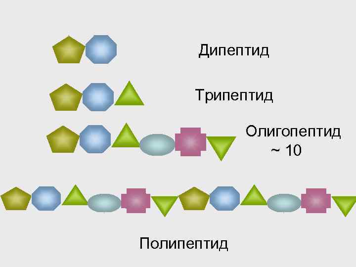 Дипептид Трипептид Олигопептид ~ 10 Полипептид 