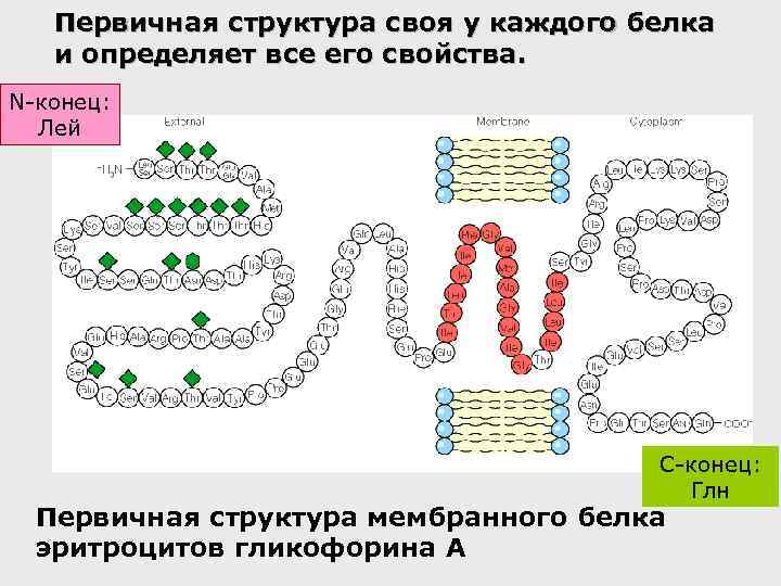 Первичная структура своя у каждого белка и определяет все его свойства. N-конец: Лей C-конец: