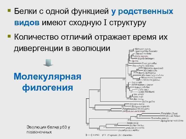 § Белки с одной функцией у родственных видов имеют сходную I структуру § Количество