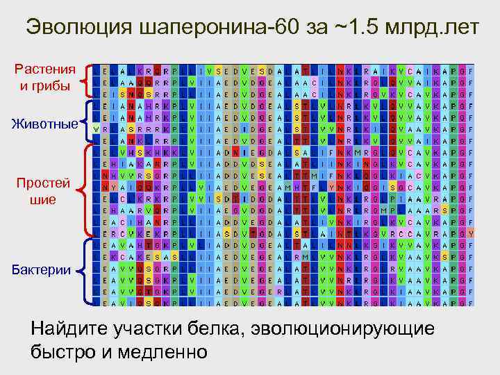 Эволюция шаперонина-60 за ~1. 5 млрд. лет Растения и грибы Животные Простей шие Бактерии