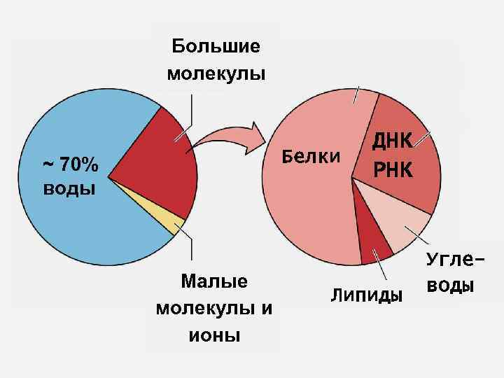 Большие молекулы Белки ~ 70% воды Малые молекулы и ионы ДНК РНК Липиды Углеводы