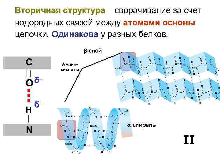 Вторичная структура – сворачивание за счет водородных связей между атомами основы цепочки. Одинакова у