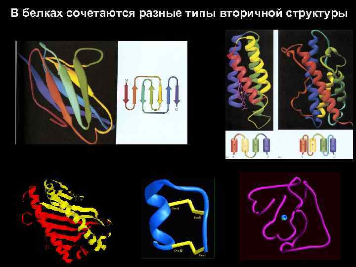 В белках сочетаются разные типы вторичной структуры 