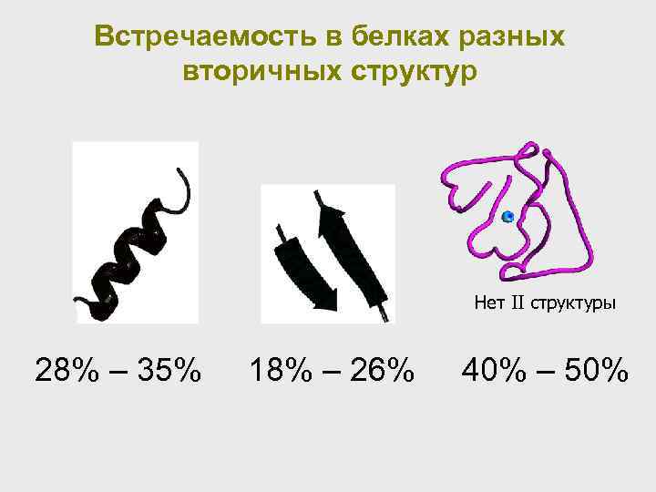 Встречаемость в белках разных вторичных структур Нет II структуры 28% – 35% 18% –