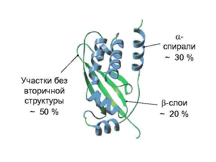  спирали ~ 30 % Участки без вторичной структуры ~ 50 % -слои ~