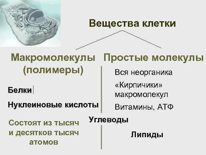 Вещества клетки Макромолекулы Простые молекулы (полимеры) Вся неорганика Белки «Кирпичики» макромолекул Нуклеиновые кислоты Витамины,