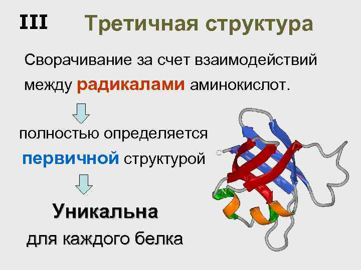 III Третичная структура Сворачивание за счет взаимодействий между радикалами аминокислот. полностью определяется первичной структурой