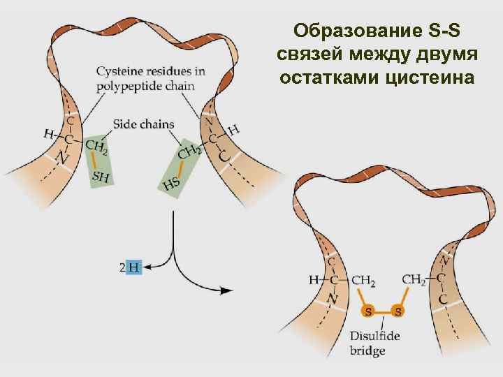 Дисульфидная связь фото