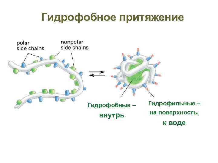 Гидрофобное притяжение Гидрофобные – внутрь Гидрофильные – на поверхность, к воде 