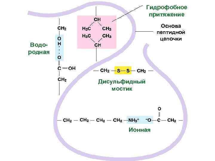 Гидрофобное притяжение Основа пептидной цепочки Водородная Дисульфидный мостик Ионная 