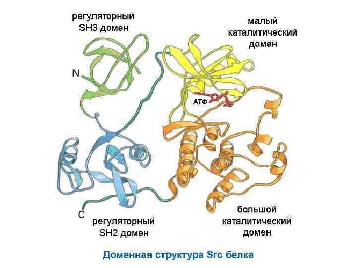 Доменная структура Src белка 