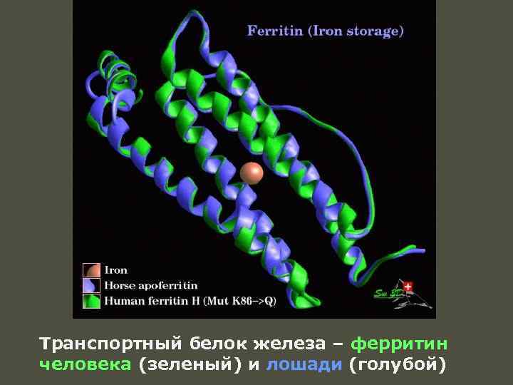 Транспортный белок железа – ферритин человека (зеленый) и лошади (голубой) 