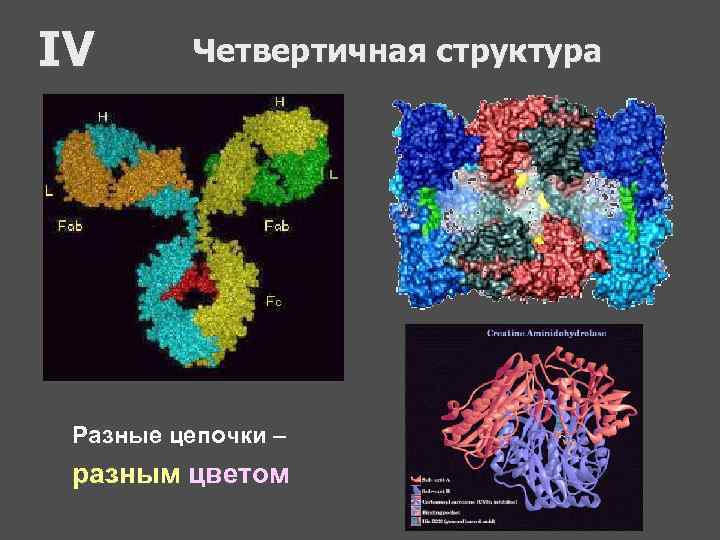 IV Четвертичная структура Разные цепочки – разным цветом 