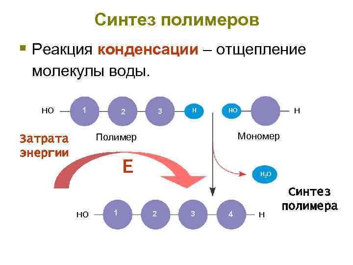 Синтез полимеров § Реакция конденсации – отщепление молекулы воды. HO 1 3 2 H