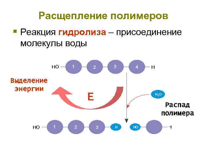 Расщепление полимеров § Реакция гидролиза – присоединение молекулы воды HO 1 Выделение энергии HO