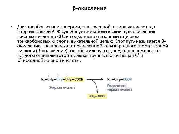 β-окисление • Для преобразования энергии, заключенной в жирных кислотах, в энергию связей АТФ существует