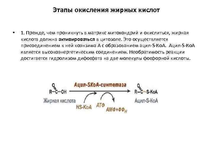 Этапы окисления жирных кислот • 1. Прежде, чем проникнуть в матрикс митохондрий и окислиться,