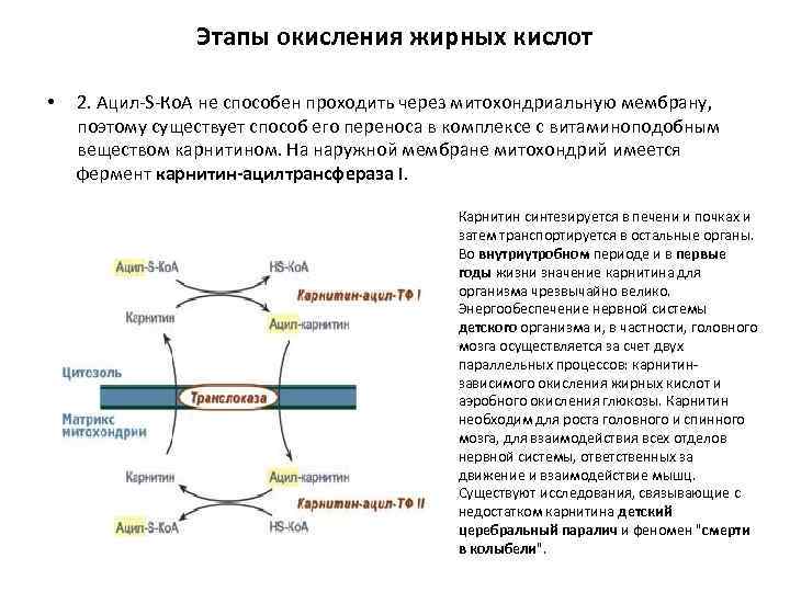 Этапы окисления жирных кислот • 2. Ацил-S-Ко. А не способен проходить через митохондриальную мембрану,