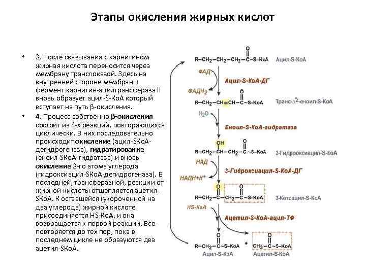 Этапы окисления жирных кислот • • 3. После связывания с карнитином жирная кислота переносится