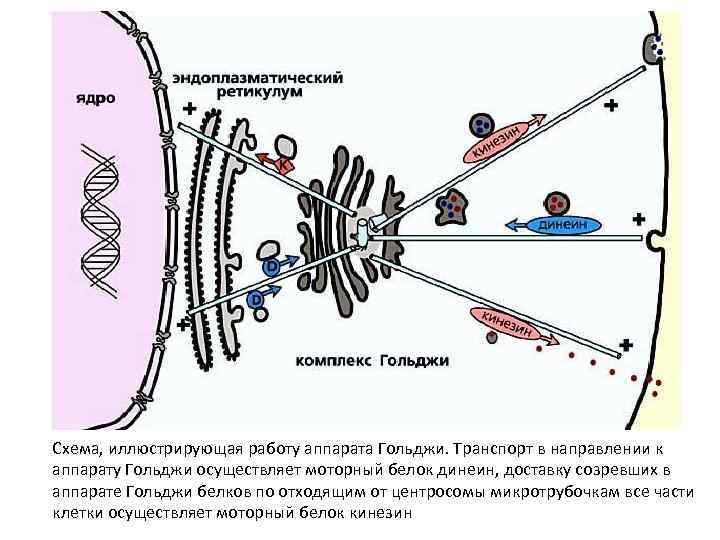 Схема, иллюстрирующая работу аппарата Гольджи. Транспорт в направлении к аппарату Гольджи осуществляет моторный белок