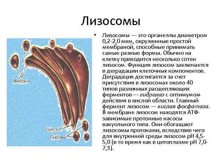 Лизосомы • Лизосомы — это органеллы диаметром 0, 2 -2, 0 мкм, окруженные простой