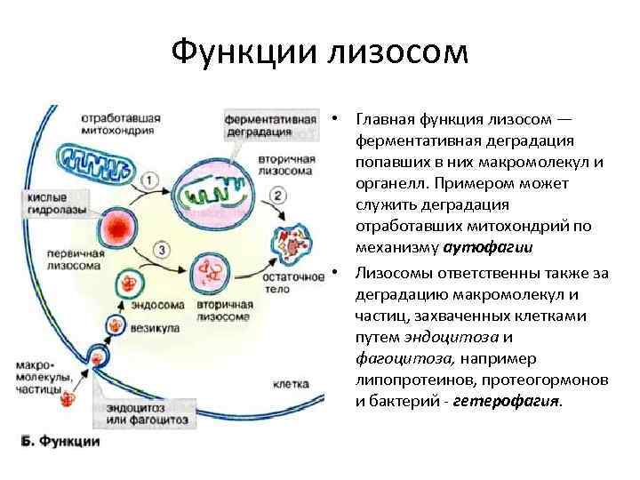 Функции лизосом • Главная функция лизосом — ферментативная деградация попавших в них макромолекул и