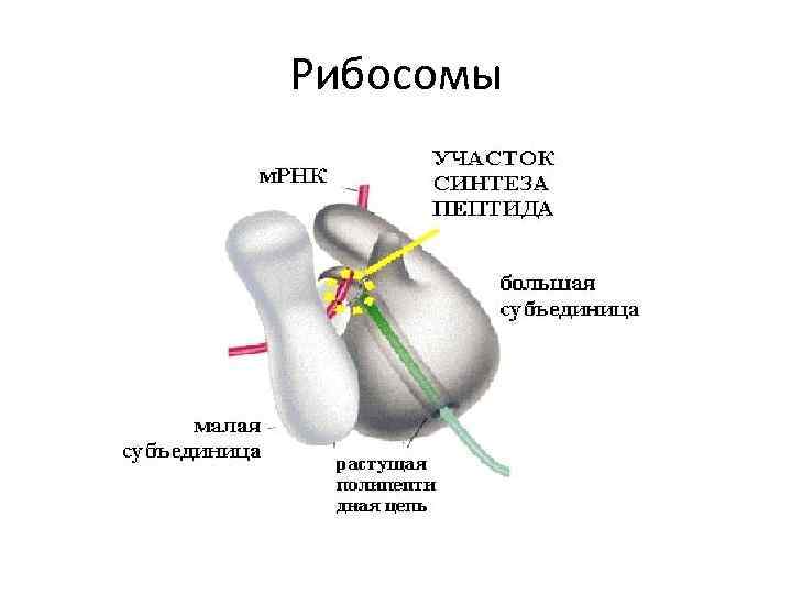 Рибосомы 