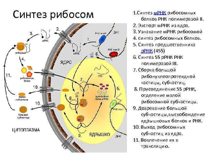 Биосинтез мрнк