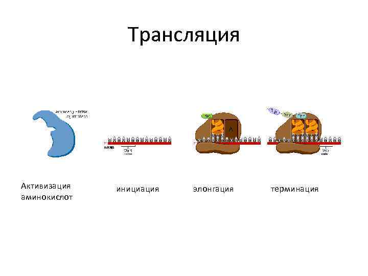 Трансляция Активизация аминокислот инициация элонгация терминация 