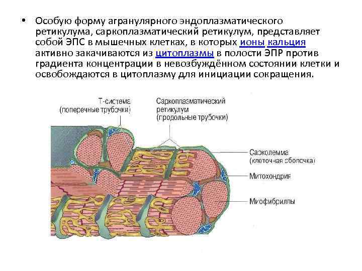 Белки эндоплазматического ретикулума