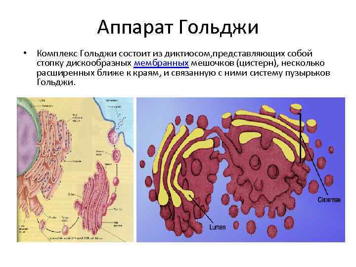 Мембрана аппарата гольджи. Эндоплазматический ретикулум и аппарат Гольджи. Аппарат Гольджи мембранные мешочки.