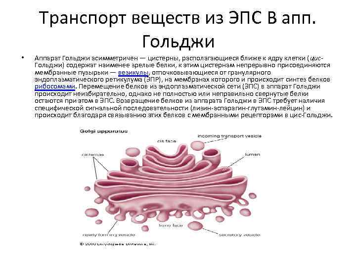 Транспорт веществ из ЭПС В апп. Гольджи • Аппарат Гольджи асимметричен — цистерны, располагающиеся