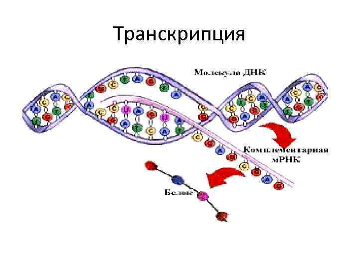 Транскрипция 