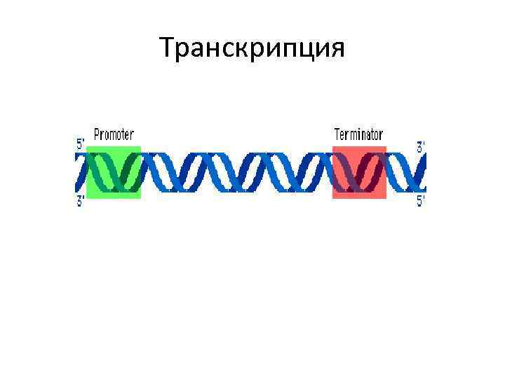 Транскрипция 