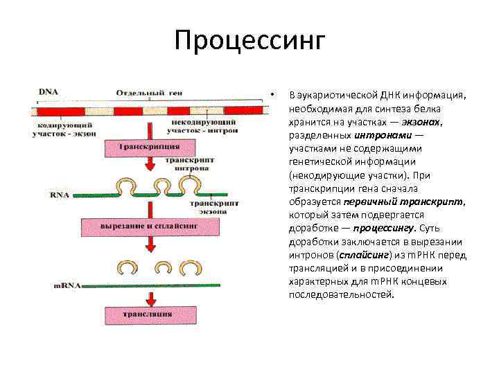 Процессинг • В эукариотической ДНК информация, необходимая для синтеза белка хранится на участках —