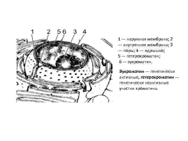 1 — наружная мембрана; 2 — внутренняя мембрана; 3 — поры; 4 — ядрышко;