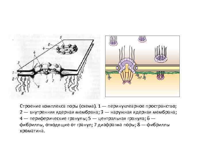 Строение комплекса поры (схема). 1 — перинуклеарное пространство; 2 — внутренняя ядерная мембрана; 3