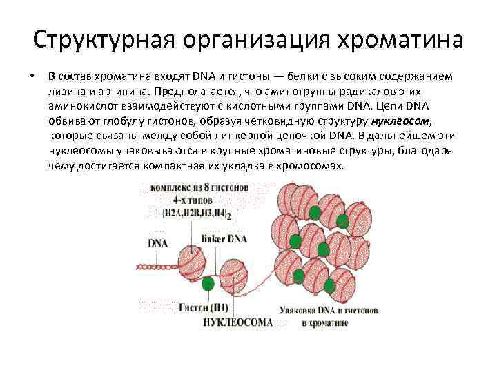 Структурная организация хроматина • В состав хроматина входят DNA и гистоны — белки с