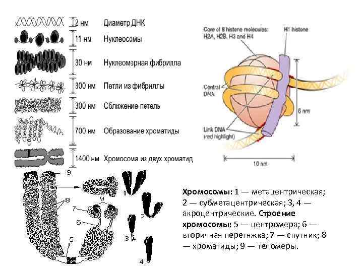 Хромосомы: 1 — метацентрическая; 2 — субметацентрическая; 3, 4 — акроцентрические. Строение хромосомы: 5