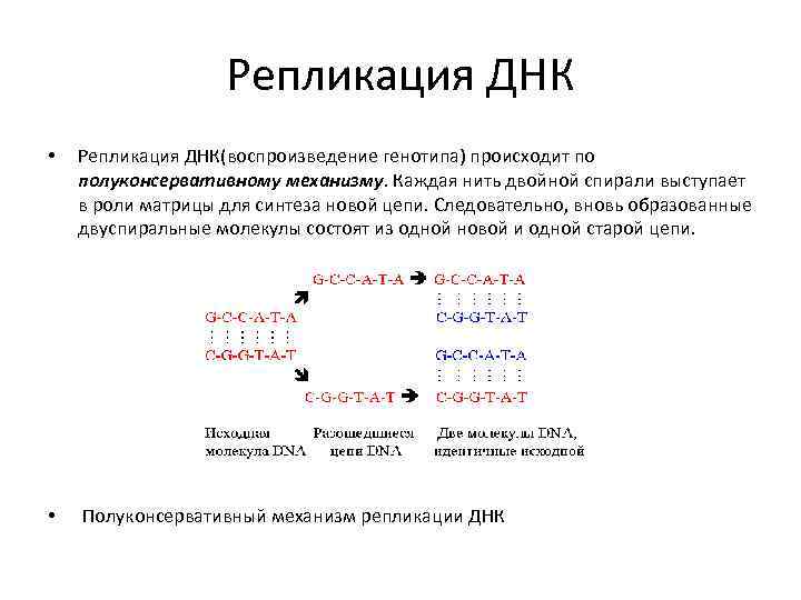 Репликация ДНК • Репликация ДНК(воспроизведение генотипа) происходит по полуконсервативному механизму. Каждая нить двойной спирали