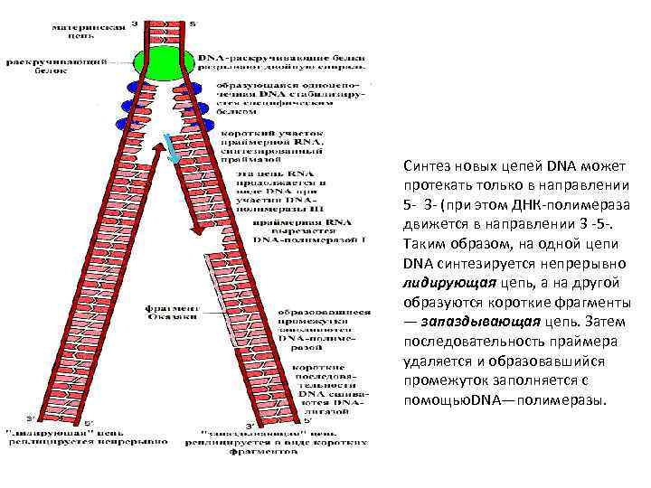 Синтез новых цепей DNA может протекать только в направлении 5 - 3 - (при