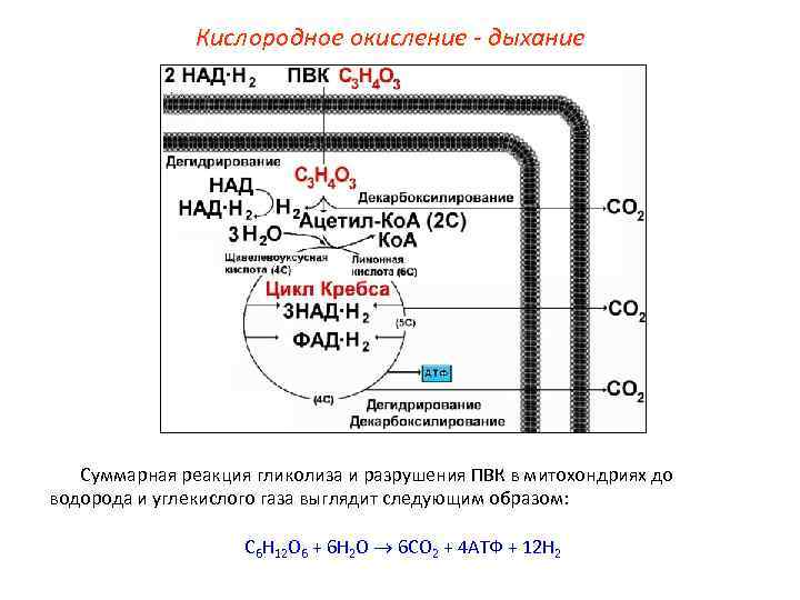 Кислородное окисление - дыхание Суммарная реакция гликолиза и разрушения ПВК в митохондриях до водорода