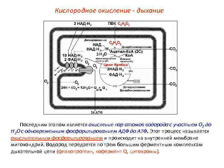 Кислородное окисление - дыхание Последним этапом является окисление пар атомов водорода с участием О