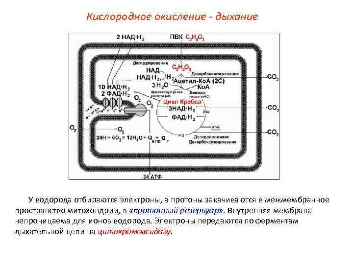 Кислородное окисление - дыхание У водорода отбираются электроны, а протоны закачиваются в межмембранное пространство