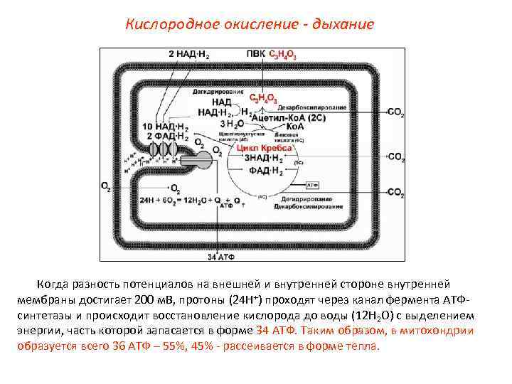 Кислородное окисление - дыхание Когда разность потенциалов на внешней и внутренней стороне внутренней мембраны