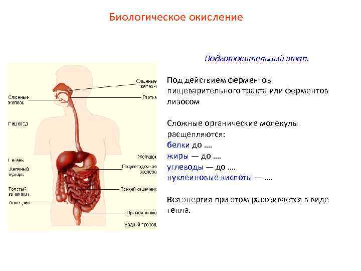 Пищеварительный тракт и обмен веществ