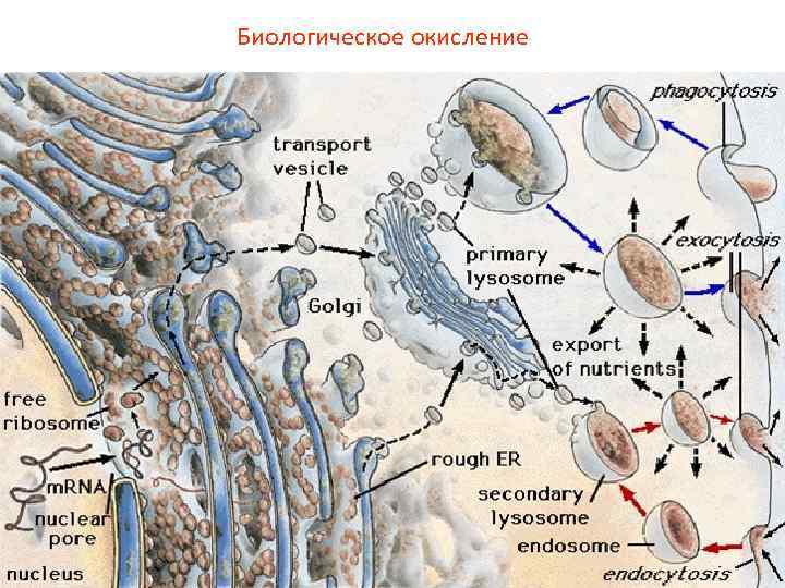 Биологическое окисление 