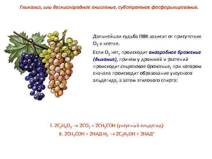 Гликолиз, или бескислородное окисление, субстратное фосфорилирование. Дальнейшая судьба ПВК зависит от присутствия О 2
